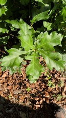 Quercus nigra, photograph (c) David Wilkins, some rights reserved (CC BY)