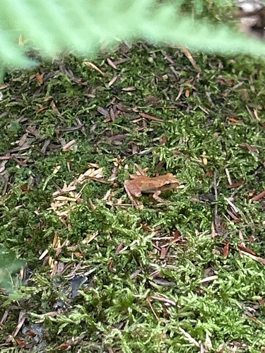 Spring Peeper