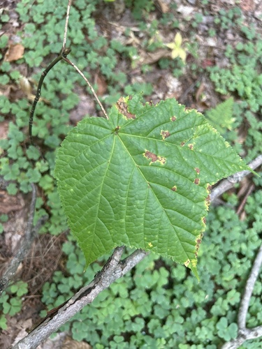 striped maple