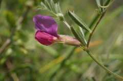 Vicia sativa amphicarpa