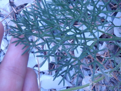 Seseli ponticum