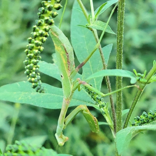 Carolina Mantis