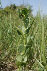 Vicia narbonensis