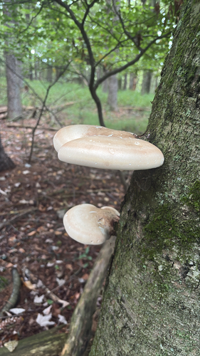 birch polypore