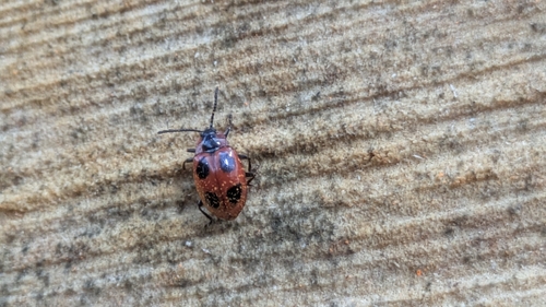 False Ladybird