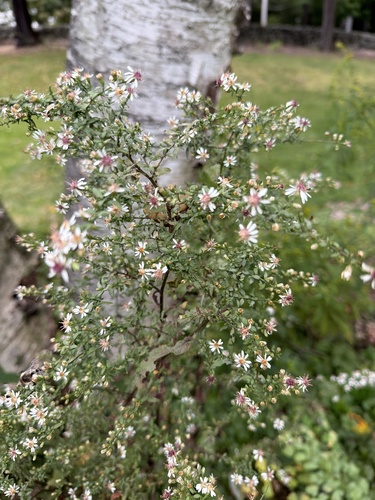calico aster