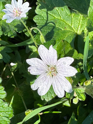 Geranium pyrenaicum, photograph 3