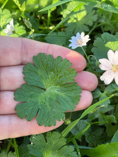 Geranium pyrenaicum, photograph 5