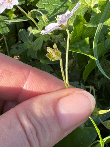 Geranium pyrenaicum, photograph 6