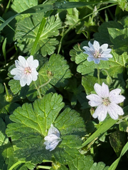 Geranium pyrenaicum, photograph author not stated, no rights reserved