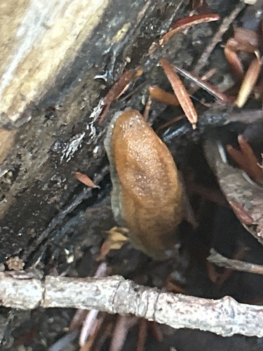 Western Dusky Slug