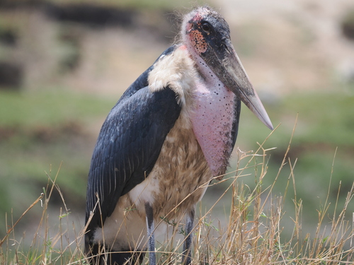 Marabou Stork