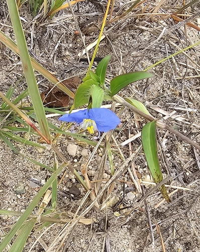 whitemouth dayflower