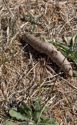 Convolvulus Hawkmoth