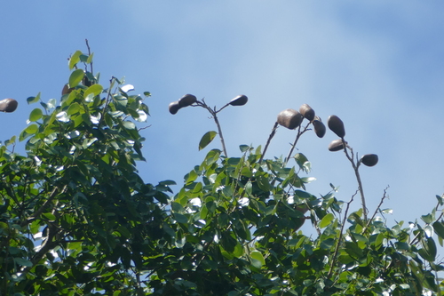 Hymenaea courbaril observed 2026-09-17