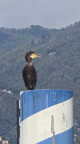 Great Cormorant