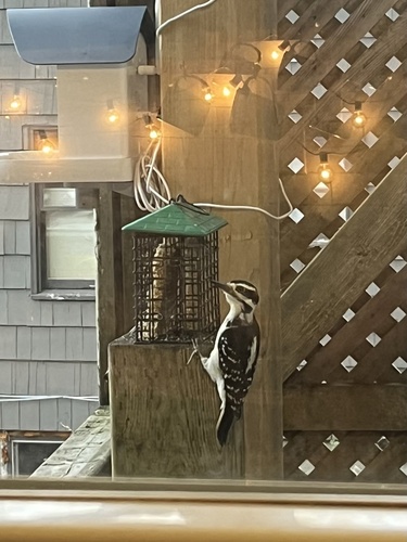 Hairy Woodpecker