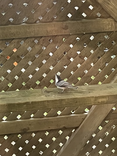 White-breasted Nuthatch