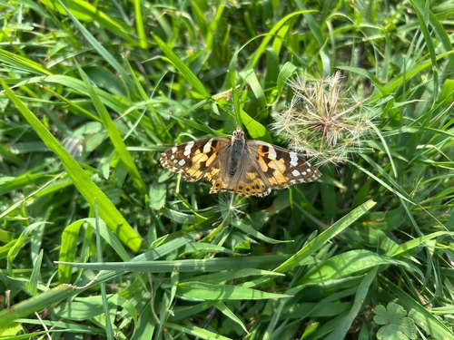 Painted Lady
