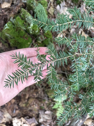 eastern hemlock