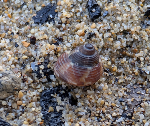 Gibbula adansoni, 2026-09-08