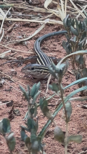 Six-lined Racerunner