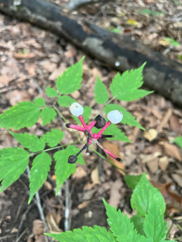 white baneberry