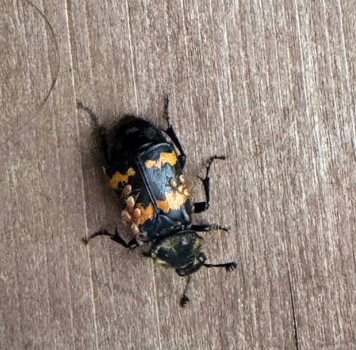Tomentose Burying Beetle