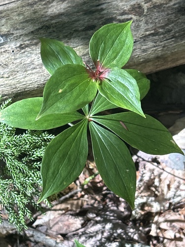 Cucumber Root