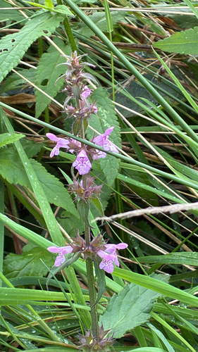 Marsh Woundwort