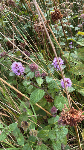 watermint