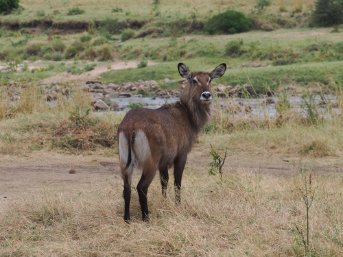 Defassa Waterbuck