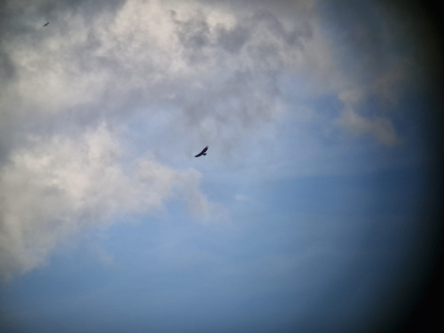 Golden Eagle