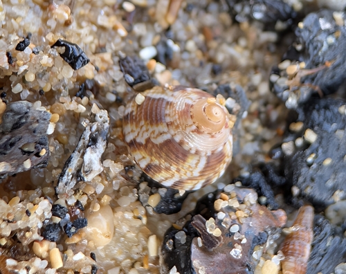 Gibbula adansoni, 2026-09-08