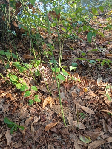 roundleaf greenbrier