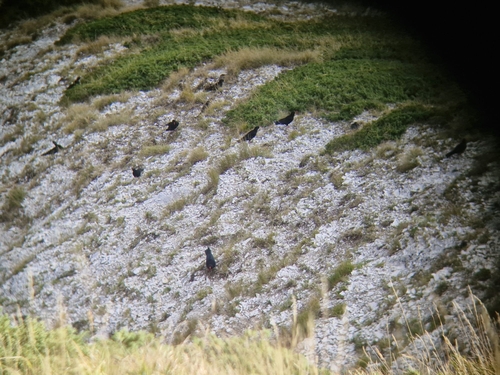 Red-billed Chough