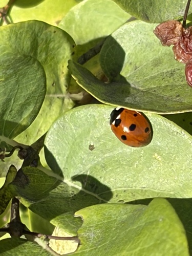 Seven-spotted Lady Beetle