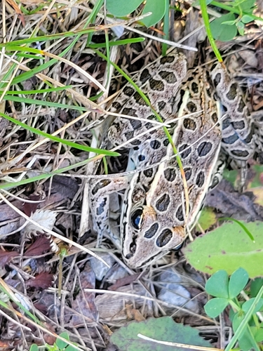 Northern Leopard Frog