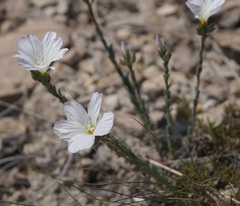 Linum lanuginosum