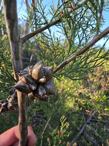 Callitris rhomboidea