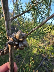 Callitris rhomboidea