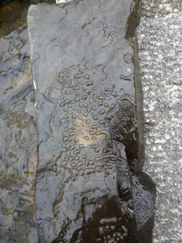 Cristatella mucedo
