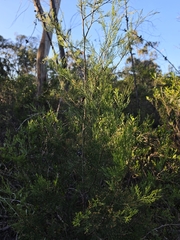 Callitris rhomboidea, photograph (c) herbie-hancock, some rights reserved (CC BY)