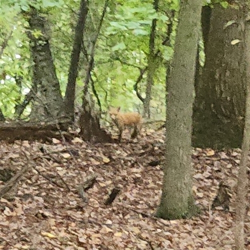 Red Fox