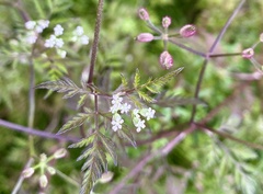 Torilis japonica