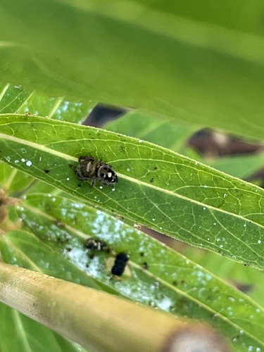 Bold Jumping Spider