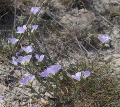 Linum lanuginosum