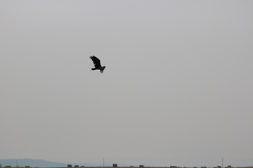 Turkey Vulture