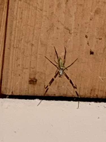 Joro Spider