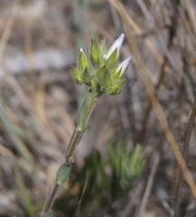Linum lanuginosum
